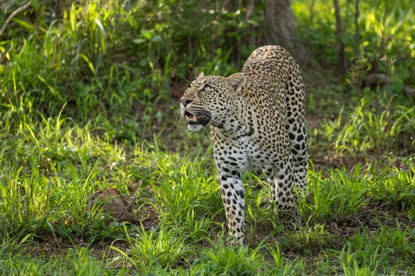 Leopardo Adulto Com Belos Olhos Olhando Para Cima Com Grama — Fotografia de Stock