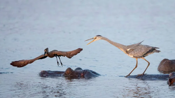 Hippo Slaapt Het Water Met Grijze Reiger Zijn Rug Hamerkop — Stockfoto