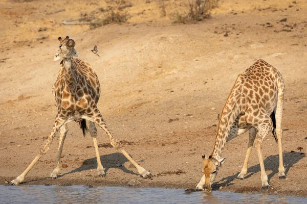南アフリカのクルーガーパークでの晴れた冬の午後に川の端で水を飲む以外に彼らの前足を持つ2人の大人のキリン — ストック写真