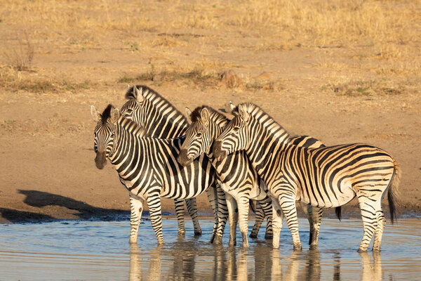 Small zebra herd standing in ankle deep water with beautiful catch light in their eyes at sunset in Kruger Park South Africa