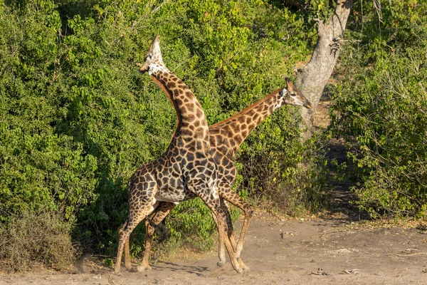 Dois Homens Girafa Adulta Marrom Escuro Lutando Leito Rio Por — Fotografia de Stock