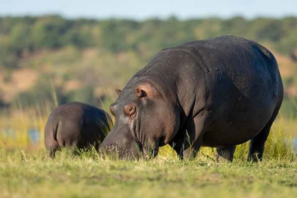 Zwei Flusspferde Beim Essen Gelben Nachmittagslicht Fluss Chobe Nationalpark Botswana — Stockfoto