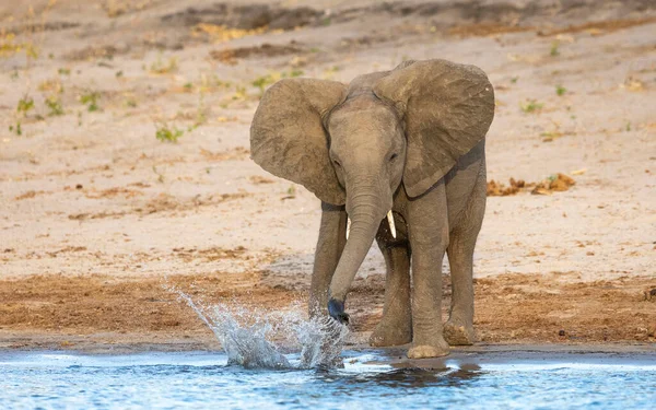 Pequeño Elefante Jugando Con Agua Borde Del Río Chobe Luz — Foto de Stock