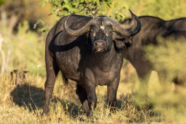 Moremi Okavango Delta Botswana 'da altın öğlen ışığında, dişi bufalo tetikte.