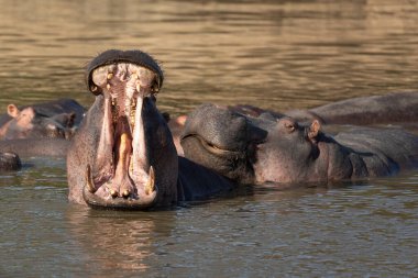 Bir su aygırı Kruger Park Güney Afrika 'da esniyor.