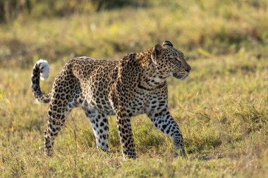 Yaşlı leopar Khwai Okavango Delta Botswana 'da sıcak öğleden sonra ışığında yeşil çimlerde yürüyor.