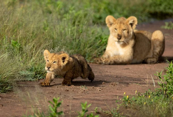 Two Lion Brothers Hanging Out Together Playing Serengeti National Park — Stock Photo, Image