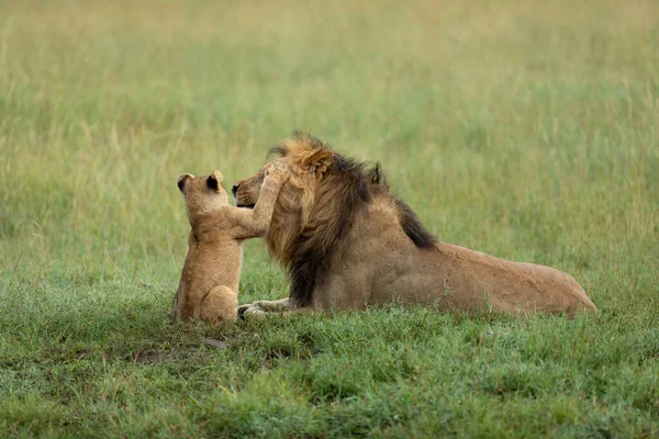 Baby Lion Disturbing Father Male Lion Lying Green Grass Serengeti — Stock Photo, Image