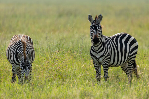 Two adult zebras busy eating green grass in Serengeti National Park in Tanzania