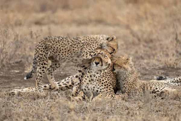 Gepardenweibchen Und Zwei Jungtiere Zeigen Zuneigung Der Trockenzeit Ndutu Tansania — Stockfoto