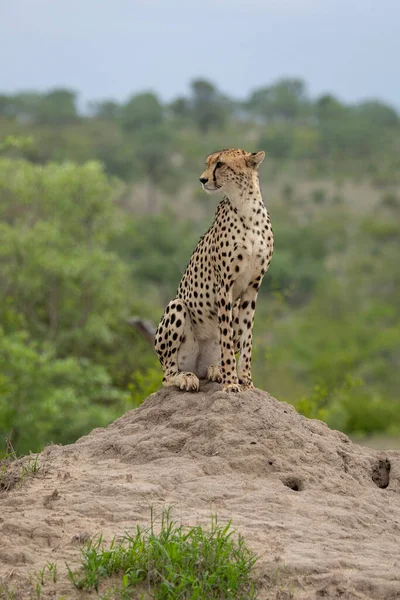 Felnőtt Gepárd Függőlegesen Egy Termeszdombon Balra Néz Kruger Park Dél — Stock Fotó