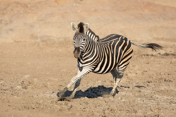 Ausgewachsene Zebras Rennen Schlammigen Flussbett Des Kruger Parks Südafrika — Stockfoto