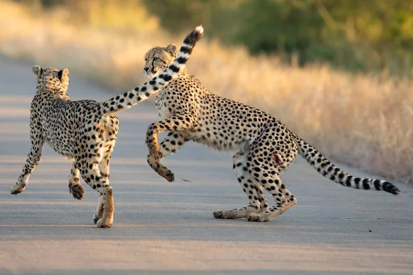 Dwa Gepardy Grające Środku Asfaltowej Drogi Żółtym Świetle Poranka Kruger — Zdjęcie stockowe