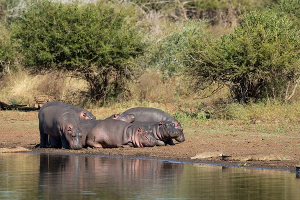 Seis Jovens Hipopótamos Descansando Beira Água Perto Pequenos Crocodilos Kruger — Fotografia de Stock