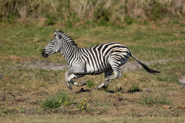 Dospělí Zebra Běží Plné Rychlosti Moremi Botswana — Stock fotografie