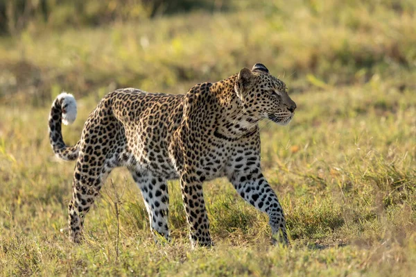 Velho Leopardo Caminhando Grama Verde Luz Quente Tarde Khwai Okavango — Fotografia de Stock