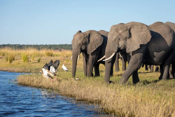 Família Elefantes Caminhando Até Rio Assustando Gansos Egípcios Rio Chobe — Fotografia de Stock