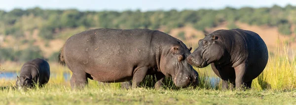 Aygırı Chobe Nehri Botswana Yeşil Çimenlerde Durup Yemek Yiyor — Stok fotoğraf