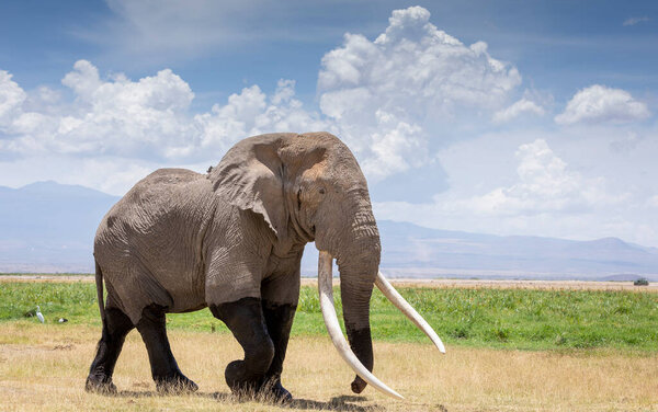 Large bull elephant with enormous tusks walking in the Amboseli plains in Kenya