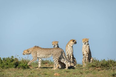 Masai Mara Kenya 'nın arka planında mavi gökyüzüyle yürüyen üç yetişkin erkek çita kuyrukta dikiliyor.