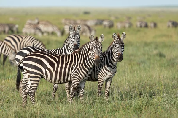 Zebra Csorda Legeltetés Serengeti Síkságon Három Zebrával Akik Figyelnek Tanzániában — Stock Fotó
