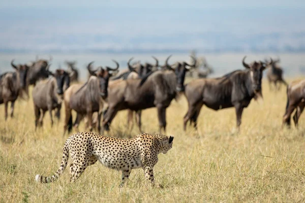 Adulto Chita Andando Passou Por Uma Manada Gnus Observando Masai — Fotografia de Stock