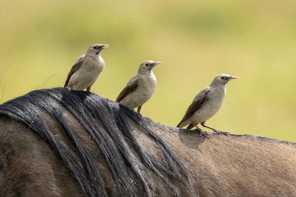 Tres Pájaros Sentados Espalda Ñus Adulto Con Hermoso Fondo Verde — Foto de Stock