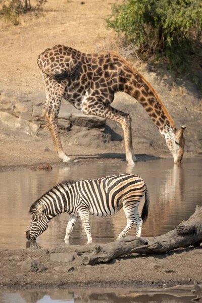 Een Volwassen Zebra Die Drinkt Bij Een Grote Mannelijke Giraffe — Stockfoto