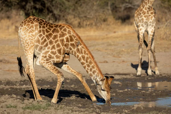 Kurak Bir Mevsimde Kruger Park Güney Afrika Güneşli Bir Öğleden — Stok fotoğraf