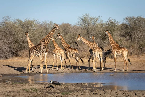 Sete Girafas Adultas Reuniram Pequeno Buraco Água Natural Olhando Alerta — Fotografia de Stock