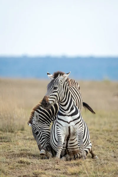 Twee Volwassen Zebra Met Een Vreemde Blauwe Ogen Die Interageren — Stockfoto