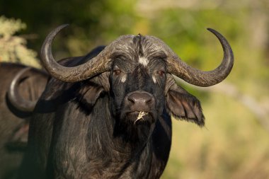 Moremi Botswana 'daki kameraya bakarak yetişkin bir bufalonun kafasının portresini çizdim.