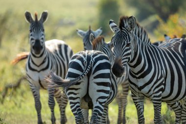 Zebranın arka görüntüsü ve zebranın yarısı Masai Mara Kenya 'da duruyor.