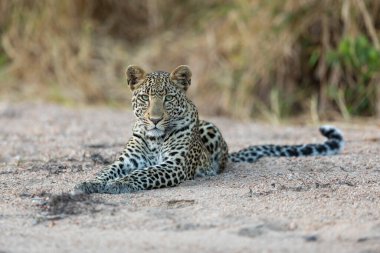 Nehir yatağında uzanan yetişkin bir leoparın kafası Kruger Park Güney Afrika 'daki kameraya bakıyor.
