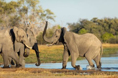 Filler, Khwai Okavango Delta Botswana 'da, ılık sarı güneş ışığında suyun kenarında dikiliyorlar.