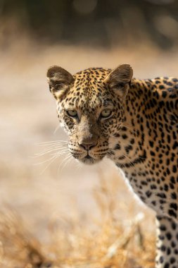 Khwai Okavango Delta Botswana 'daki kameraya bakarak leoparın başına yaklaş.