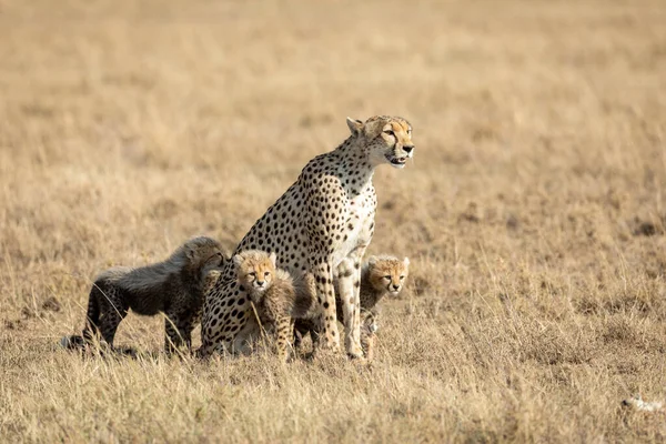 坦桑尼亚塞伦盖蒂国家公园黄色开阔平原上的成年雌性猎豹及其4只幼崽 — 图库照片