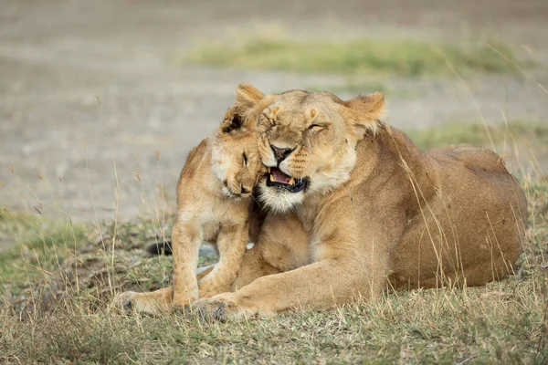 Leoa Adulta Seu Filhote Leão Mostrando Amor Carinho Ndutu Ngorongoro — Fotografia de Stock