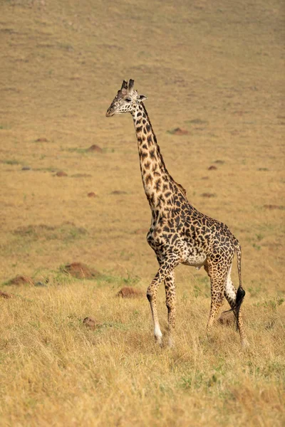 Вертикальный Портрет Взрослого Жирафа Идущего Травянистым Равнинам Масаи Мара Кении — стоковое фото
