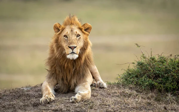 Oroszlánkirály Éberen Fekszik Éberen Leselkedik Masai Mara Kenyában — Stock Fotó