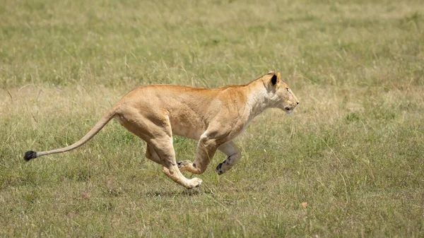 Lioness Running Speed Green Grassy Fields Masai Mara Hunting Prey — Stock Photo, Image