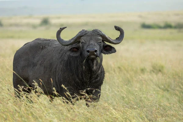 Zijaanzicht Van Kaap Buffels Grazen Hoog Gras Masai Mara Vlaktes — Stockfoto