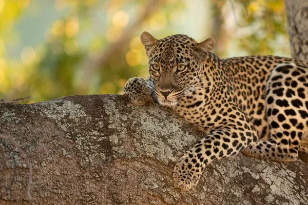 在南非克鲁格公园 美丽脸蛋的豹子躺在树枝上的水平肖像 — 图库照片