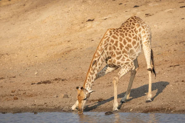 Uma Girafa Adulta Dobrando Para Baixo Água Potável Luz Dourada — Fotografia de Stock