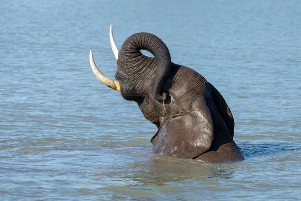 Primer Plano Cabeza Del Elefante Con Tronco Parque Nacional Kruger —  Fotos de Stock