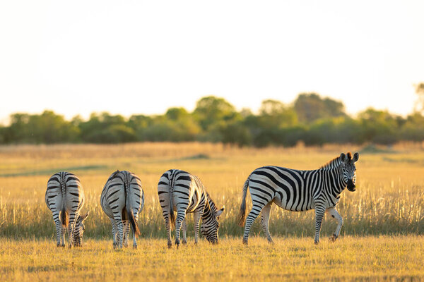 Three zebra's bottoms standing in line grazing in sunset light with a side view of another zebra grazing in Moremi Okavango Delta Botswana