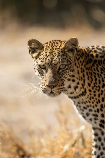 Zblízka Leopardí Hlavu Vypadá Ostražitě Přímo Kameru Khwai Okavango Delta — Stock fotografie