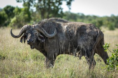 Kenya 'daki Ol Pajeta' da yeşil çimlerde duran yetişkin bufaloların yatay vücut portresi.