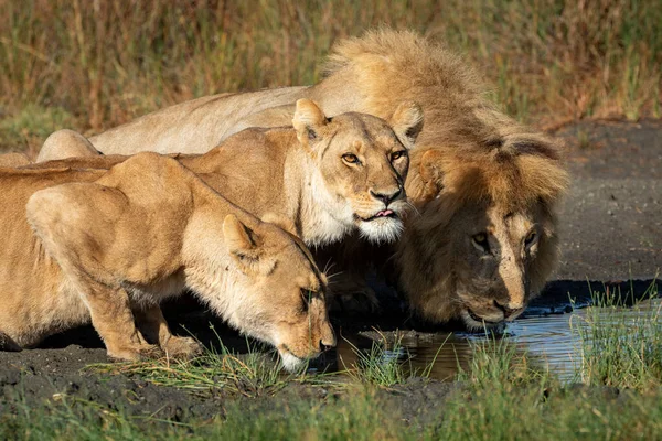 León Macho Dos Leonas Hembras Agachándose Nivel Más Bajo Para — Foto de Stock