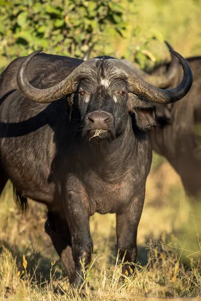 Búfalo Fêmea Olhando Alerta Direto Para Câmera Luz Dourada Tarde — Fotografia de Stock